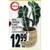 Boho Tropical Plant Collection - $12.99