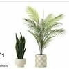 Spring Plants & Containers by Ashland - BOGO Free