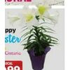 Easter Lily - $9.99